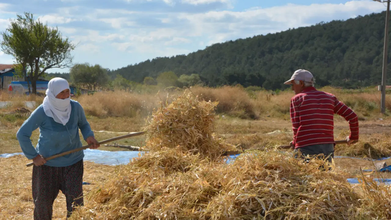 İlaçsız ve susuz tarımla yetişiyor! Kilosu ise 150 TL, talep çok İlaçsız ve susuz tarımla yetişiyor! Kilosu ise 150 TL, talep çok - 1. Resim