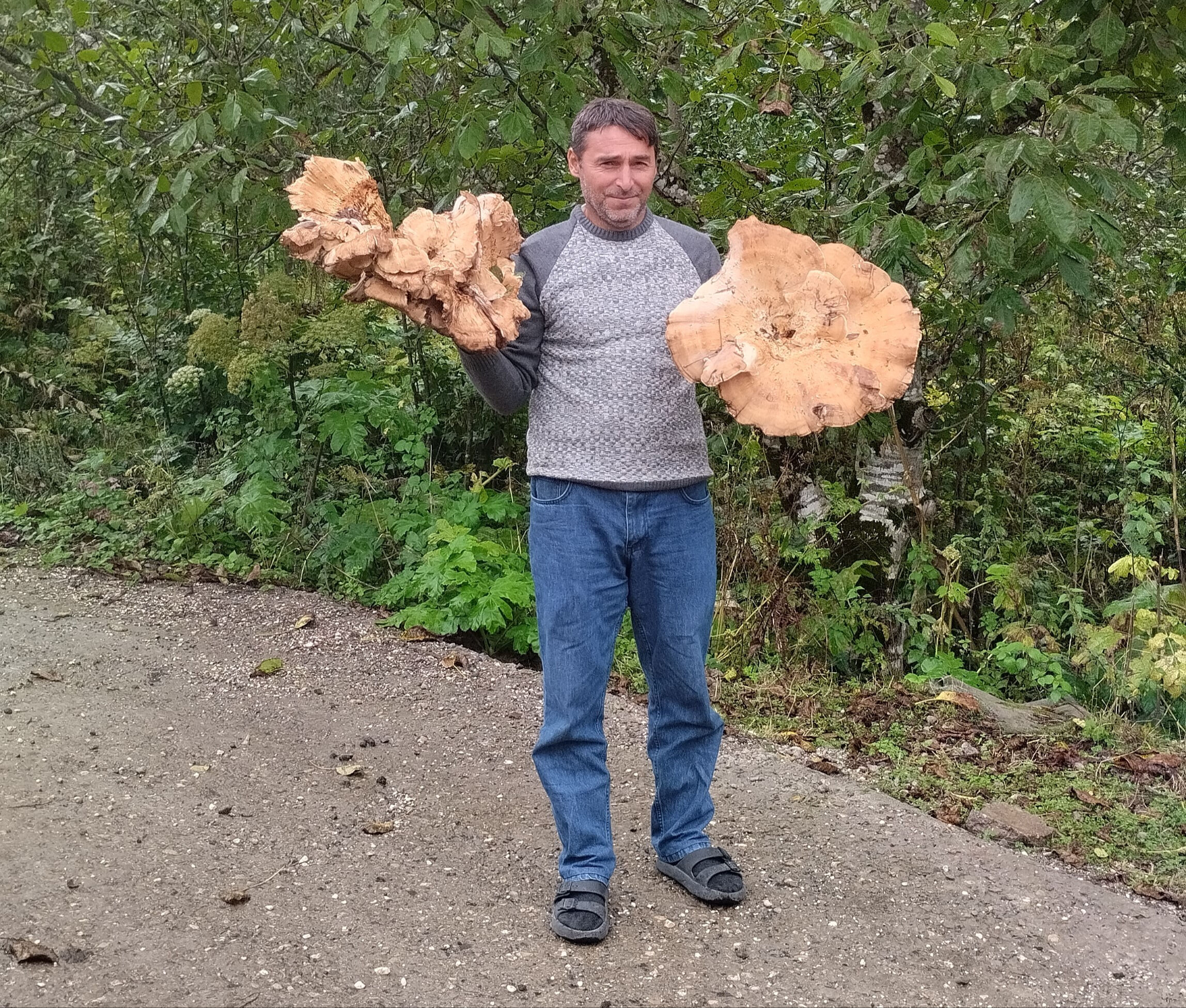 Ordu'da bulundu! Dev mantarlar görenleri hayrete düşürdü Ordu'da bulundu! Dev mantarlar görenleri hayrete düşürdü - 1. Resim