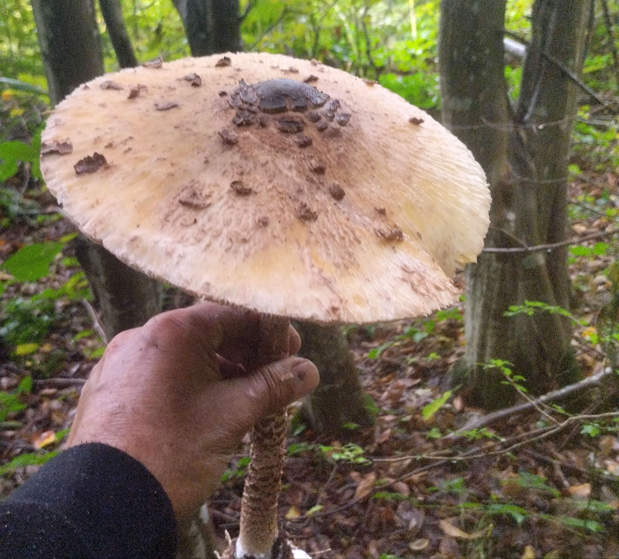 Ordu'da bulundu! Dev mantarlar görenleri hayrete düşürdü Ordu'da bulundu! Dev mantarlar görenleri hayrete düşürdü - 2. Resim