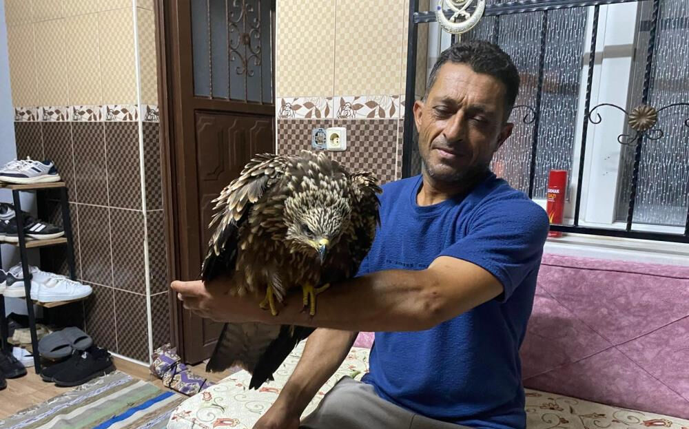 Tarlasında bitkin halde bulduğu şahine ciğer dürüm söyledi Tarlasında bitkin halde bulduğu şahine ciğer dürüm söyledi - 1. Resim