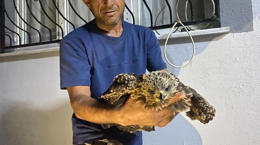 Tarlasında bitkin halde bulduğu şahine ciğer dürüm söyledi Tarlasında bitkin halde bulduğu şahine ciğer dürüm söyledi - 2. Resim