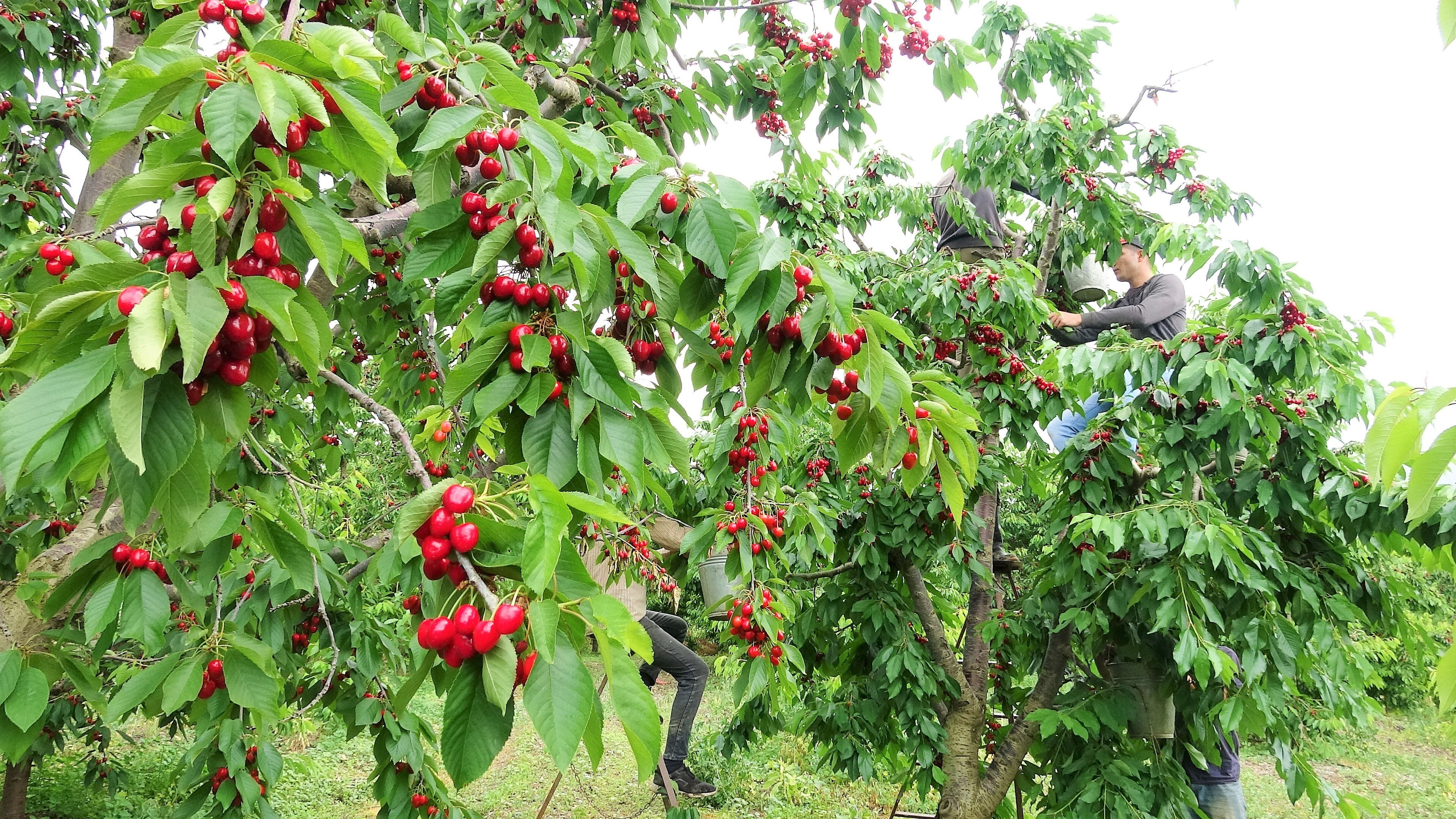 Tokat kirazında 5 milyon dolarlık kayıp! Geçen sene 11 ülkeye ihraç edilmişti, bu yıl 1 kilo bile meyve vermedi Tokat kirazında 5 milyon dolarlık kayıp! Geçen yıl 11 ülkeye ihracat yapılmıştı, bu yıl 1 kilo bile meyve vermedi - 1. Resim