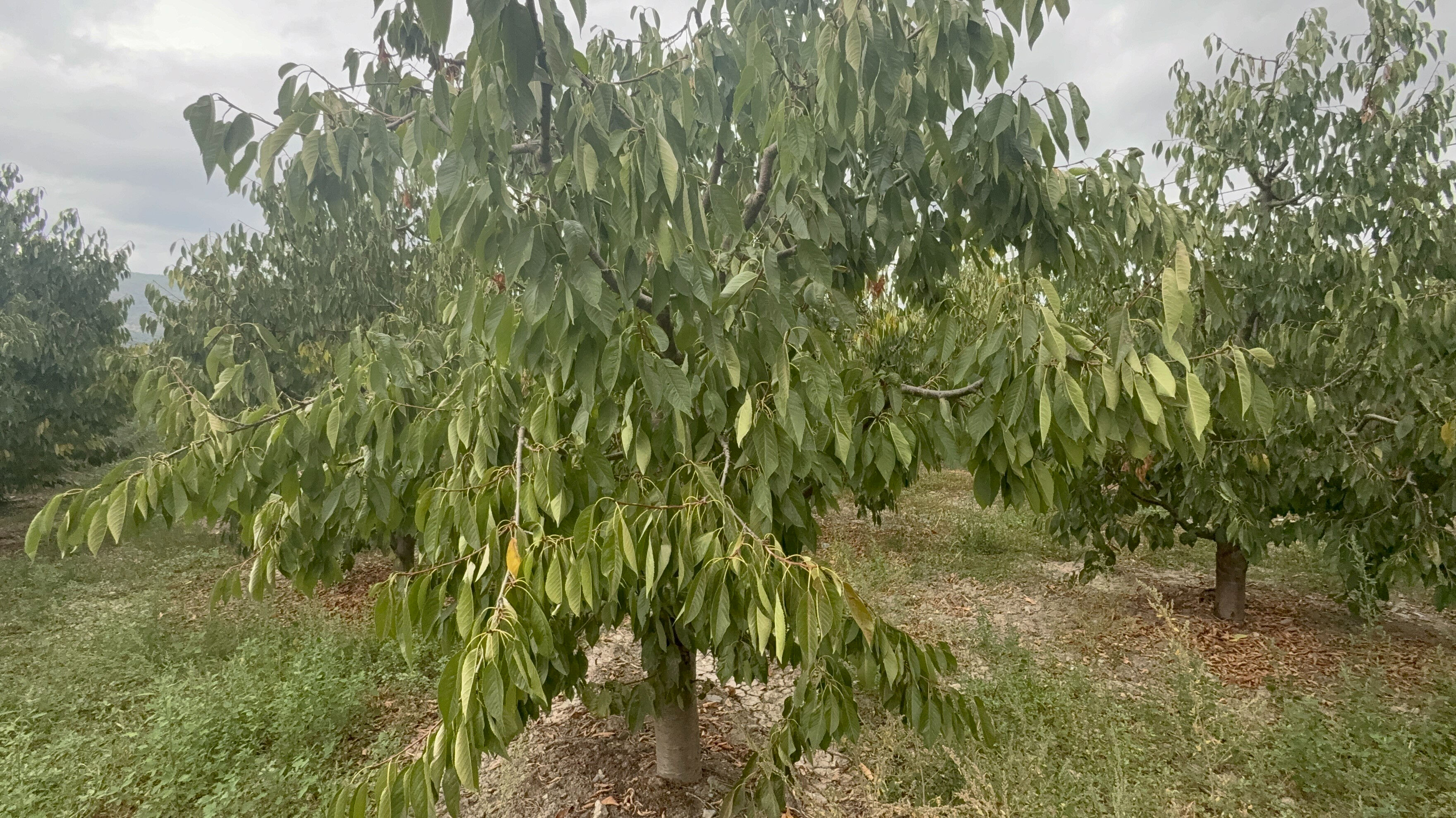 Tokat kirazında 5 milyon dolarlık kayıp! Geçen sene 11 ülkeye ihraç edilmişti, bu yıl 1 kilo bile meyve vermedi Tokat kirazında 5 milyon dolarlık kayıp! Geçen yıl 11 ülkeye ihracat yapılmıştı, bu yıl 1 kilo bile meyve vermedi - 3. Resim