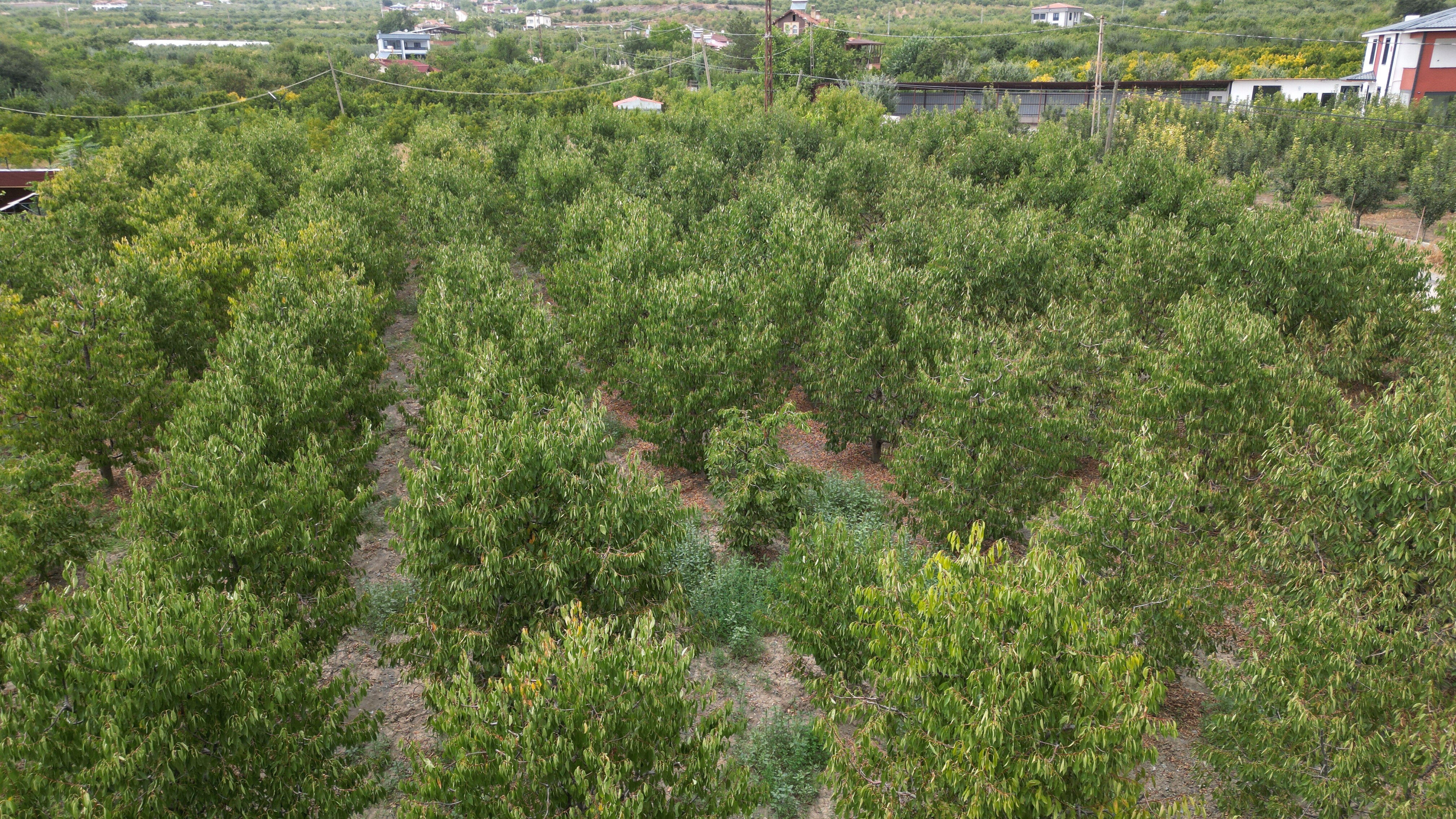 Tokat kirazında 5 milyon dolarlık kayıp! Geçen sene 11 ülkeye ihraç edilmişti, bu yıl 1 kilo bile meyve vermedi Tokat kirazında 5 milyon dolarlık kayıp! Geçen yıl 11 ülkeye ihracat yapılmıştı, bu yıl 1 kilo bile meyve vermedi - 2. Resim