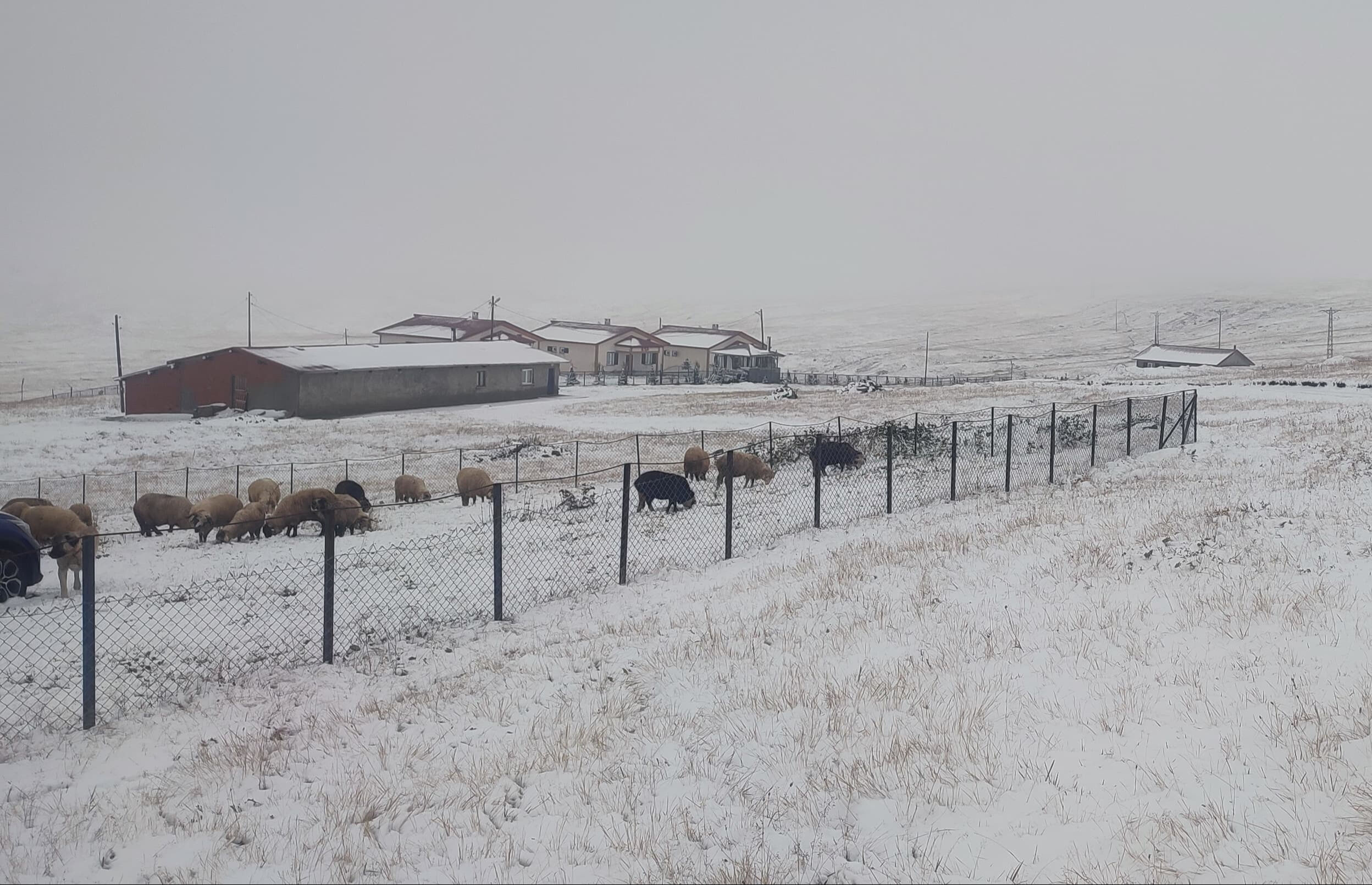 Karadeniz'e kar yağdı, 4 il beyaza büründü! Bölge halkı pazar sabahına şahane manzara ile uyandı - 1. Resim