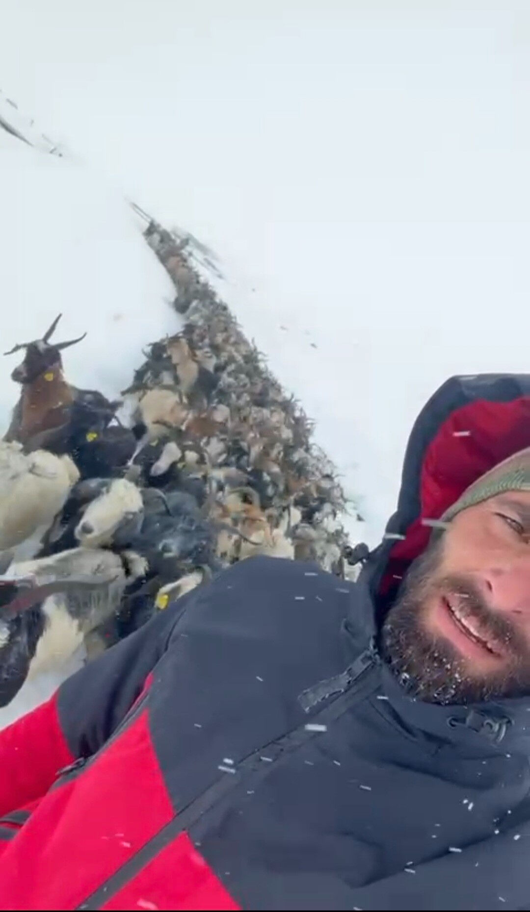 Rize'de eylülde 20 santim kar! Erken gelen kış küçükbaşı vurdu - 1. Resim