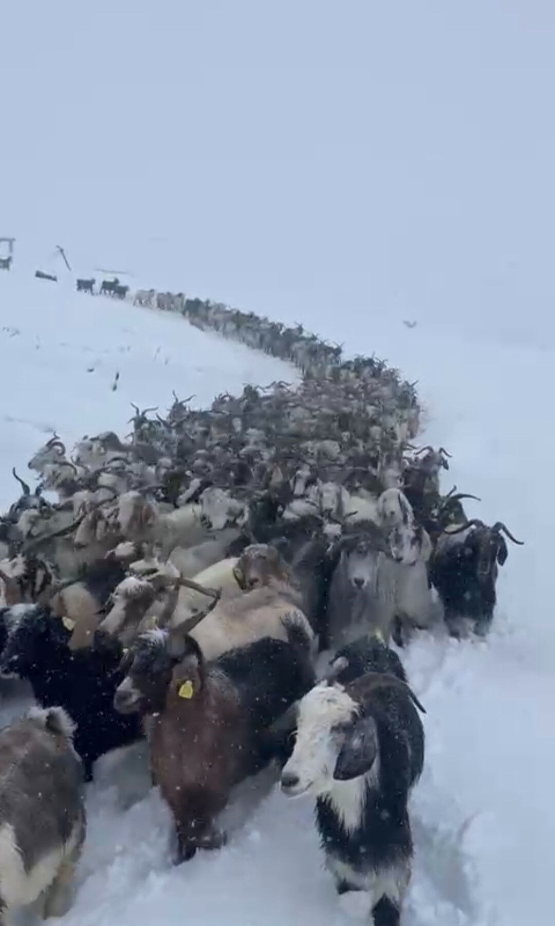 Rize'de eylülde 20 santim kar! Erken gelen kış küçükbaşı vurdu - 2. Resim