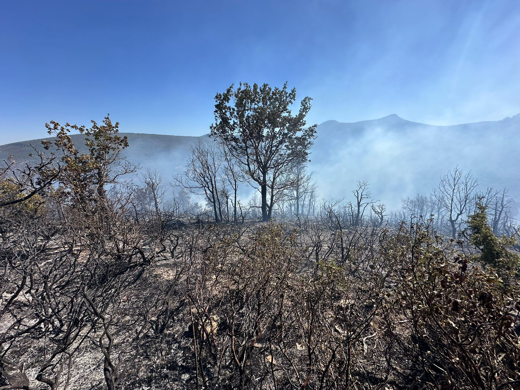 Son dakika... Çanakkale, Antalya ve Konya'da orman yangınları çıktı! Dumanlar gökyüzüne ulaştı Son dakika... Çanakkale, Antalya ve Konya'da orman yangınları çıktı! Dumanlar gökyüzüne ulaştı - 2. Resim