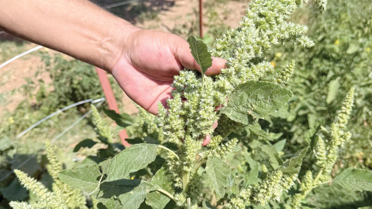 Yabani otu altına çevirdi! Değersiz sanılan bitkilerden servet üretiyor Yabani otu altına çevirdi! Değersiz sanılan bitkilerden servet üretiyor - 3. Resim