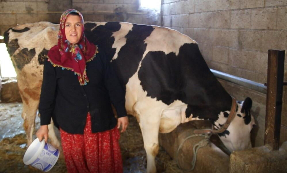 2 inekle başladı, hayatı değişti! Sıfır otomobil alacak kadar kazandı 2 inekle başladı, hayatı değişti! Sıfır otomobil alacak kadar kazandı - 3. Resim