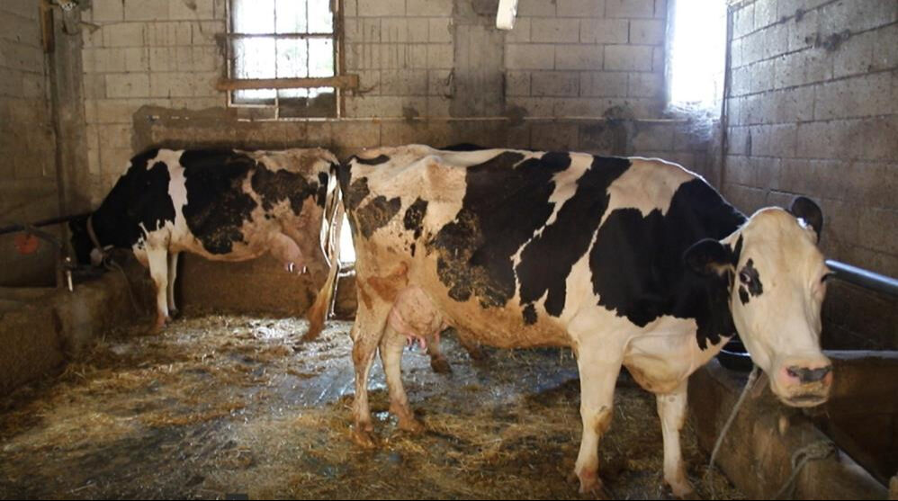 2 inekle başladı, hayatı değişti! Sıfır otomobil alacak kadar kazandı 2 inekle başladı, hayatı değişti! Sıfır otomobil alacak kadar kazandı - 1. Resim