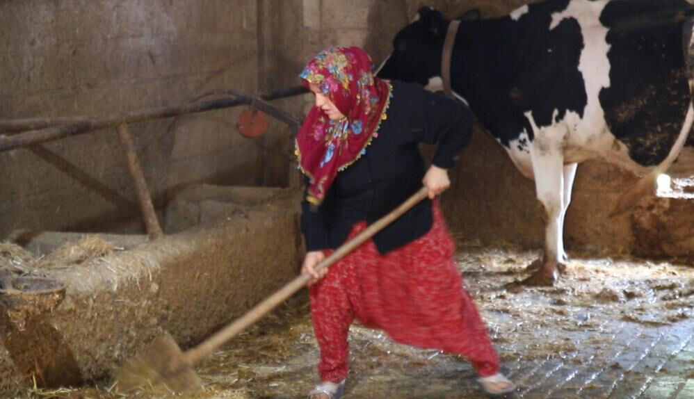 2 inekle başladı, hayatı değişti! Sıfır otomobil alacak kadar kazandı 2 inekle başladı, hayatı değişti! Sıfır otomobil alacak kadar kazandı - 2. Resim