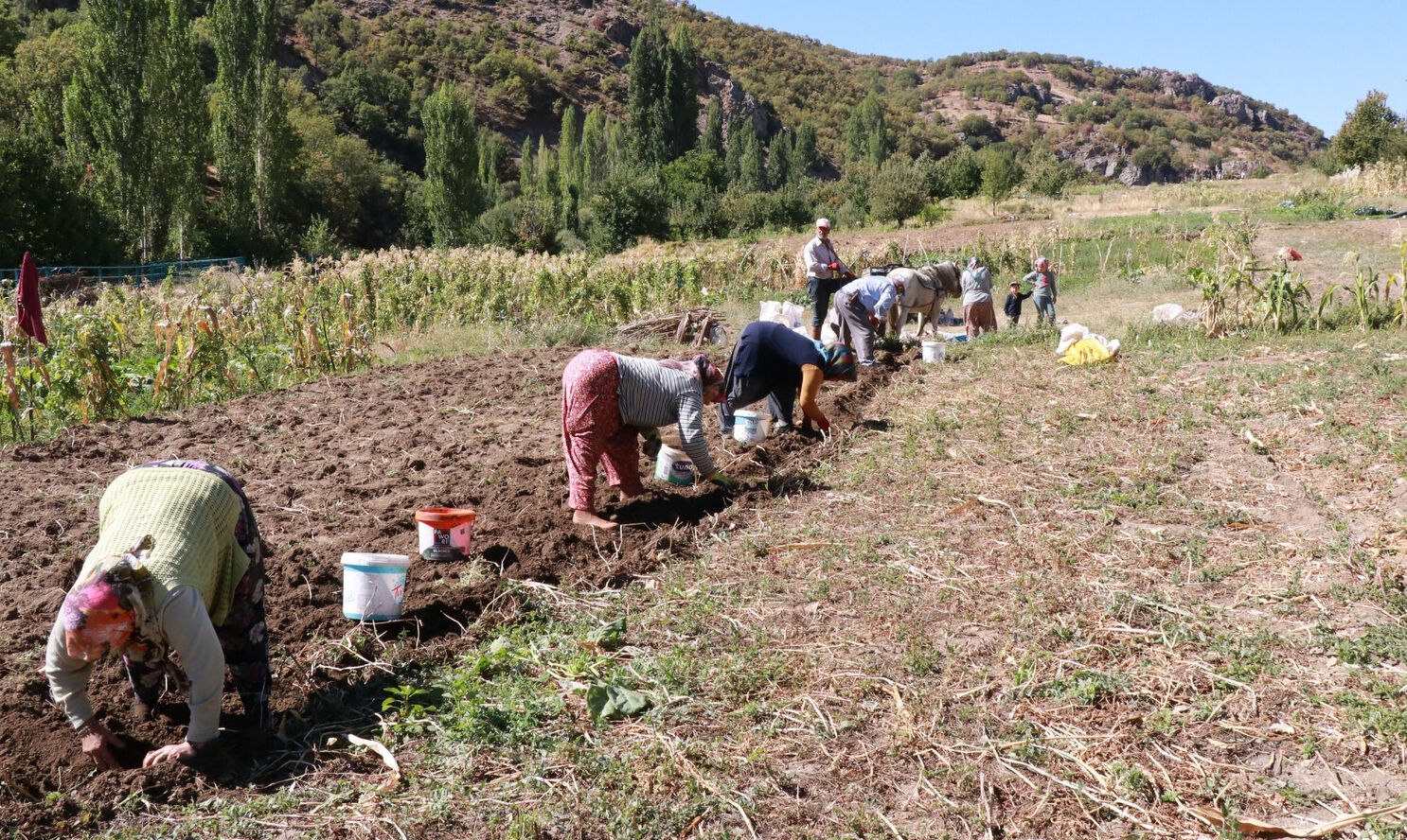 Bu hasat başka! "Dede mirası" yöntemle patates sökümü başladı Bu hasat başka! "Dede mirası" yöntemle patates sökümü başladı - 2. Resim