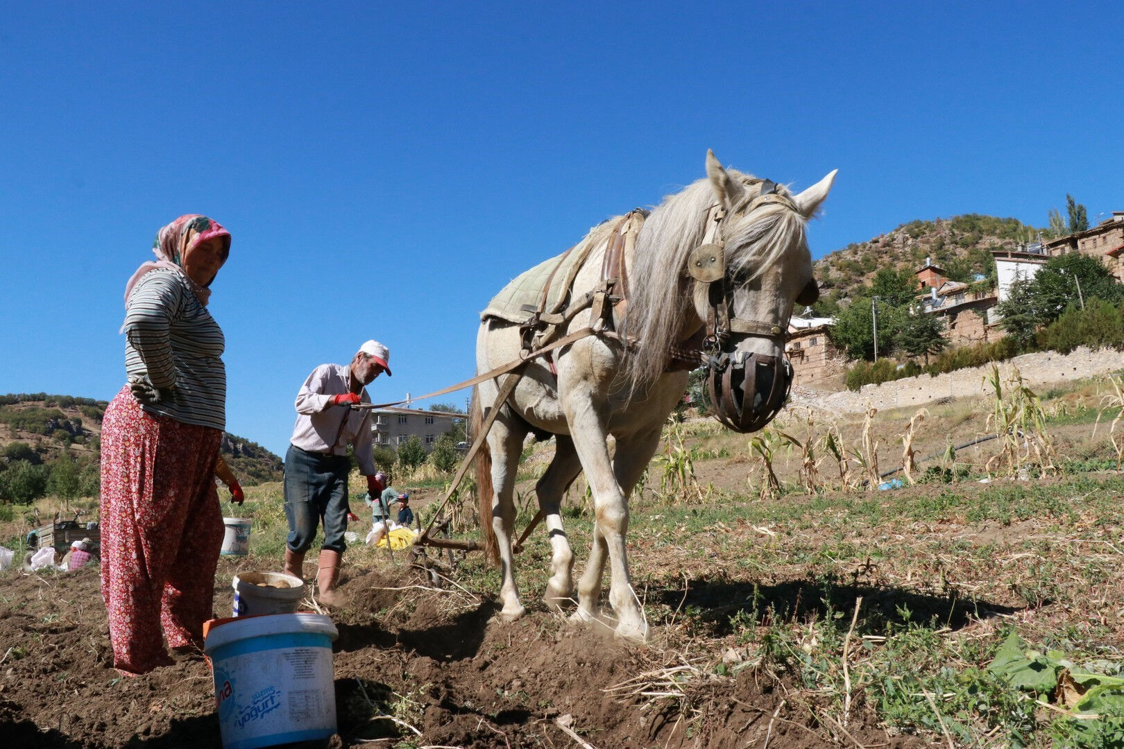 Bu hasat başka! "Dede mirası" yöntemle patates sökümü başladı Bu hasat başka! "Dede mirası" yöntemle patates sökümü başladı - 1. Resim