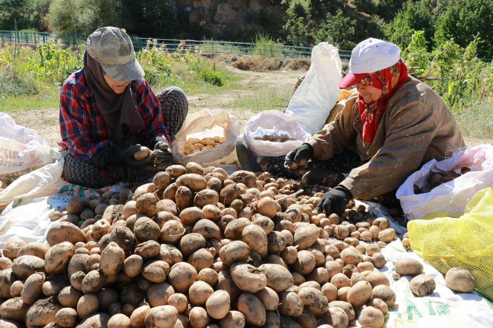 Bu hasat başka! "Dede mirası" yöntemle patates sökümü başladı Bu hasat başka! "Dede mirası" yöntemle patates sökümü başladı - 3. Resim