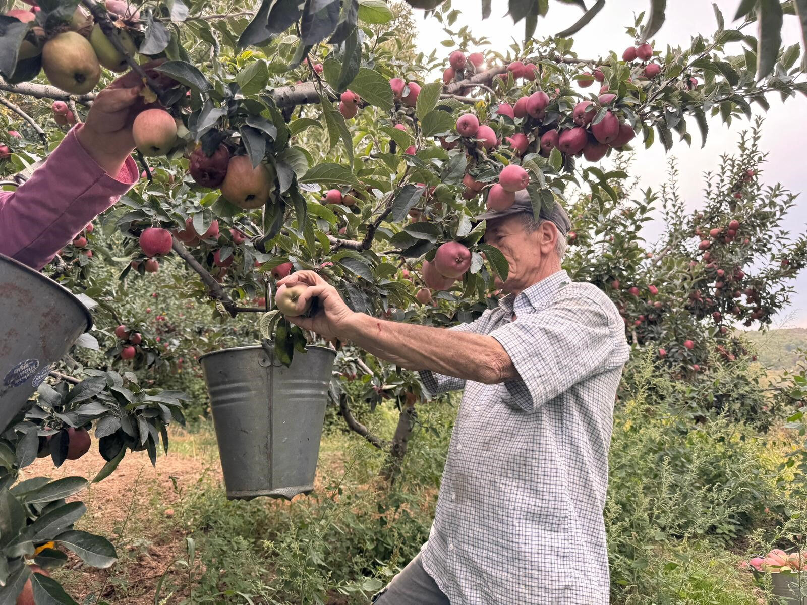 Geçen yıl dalında 12,5 TL idi, bu yıl 45 TL! Dereköy elması çiftçiyi ihya etti - 2. Resim