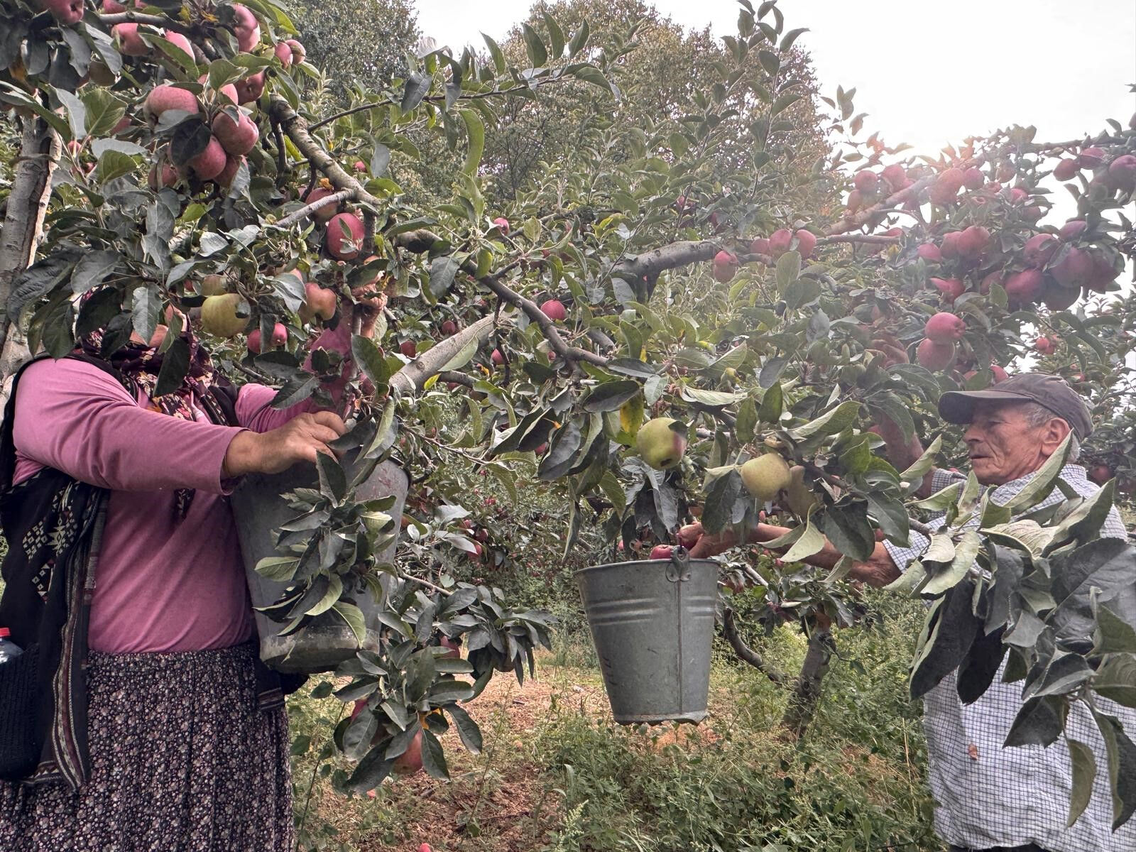 Geçen yıl dalında 12,5 TL idi, bu yıl 45 TL! Dereköy elması çiftçiyi ihya etti - 3. Resim