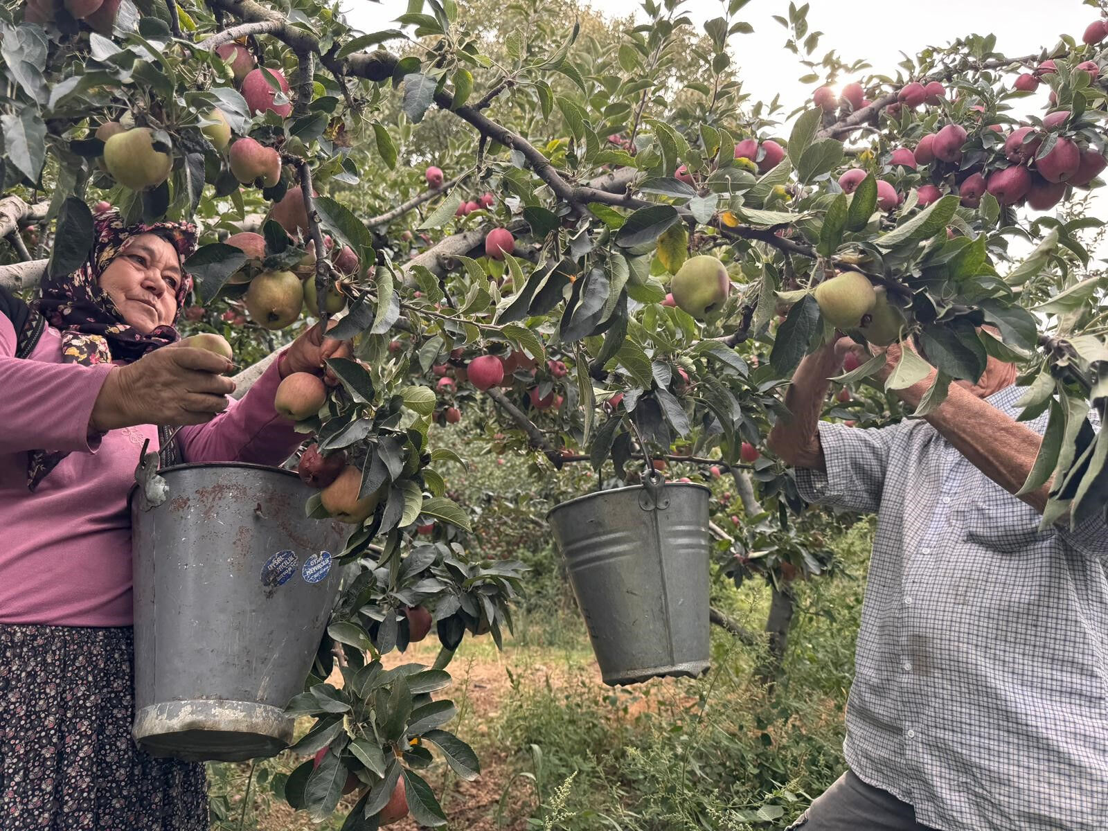 Geçen yıl dalında 12,5 TL idi, bu yıl 45 TL! Dereköy elması çiftçiyi ihya etti - 1. Resim