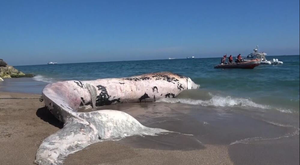 4 yıl önce gömülmüştü! 16 metrelik balina iskeleti kazıyla çıkarılacak - 1. Resim