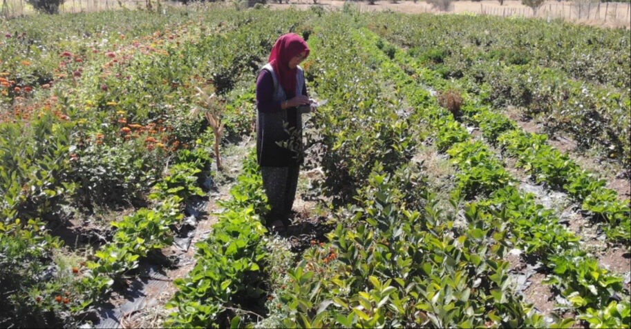 Hastalığına iyi gelen aronyayı yetiştirdi, kilosunu 300 liradan satacak Hastalığına iyi gelen aronyayı yetiştirdi, kilosunu 300 liradan satacak - 2. Resim