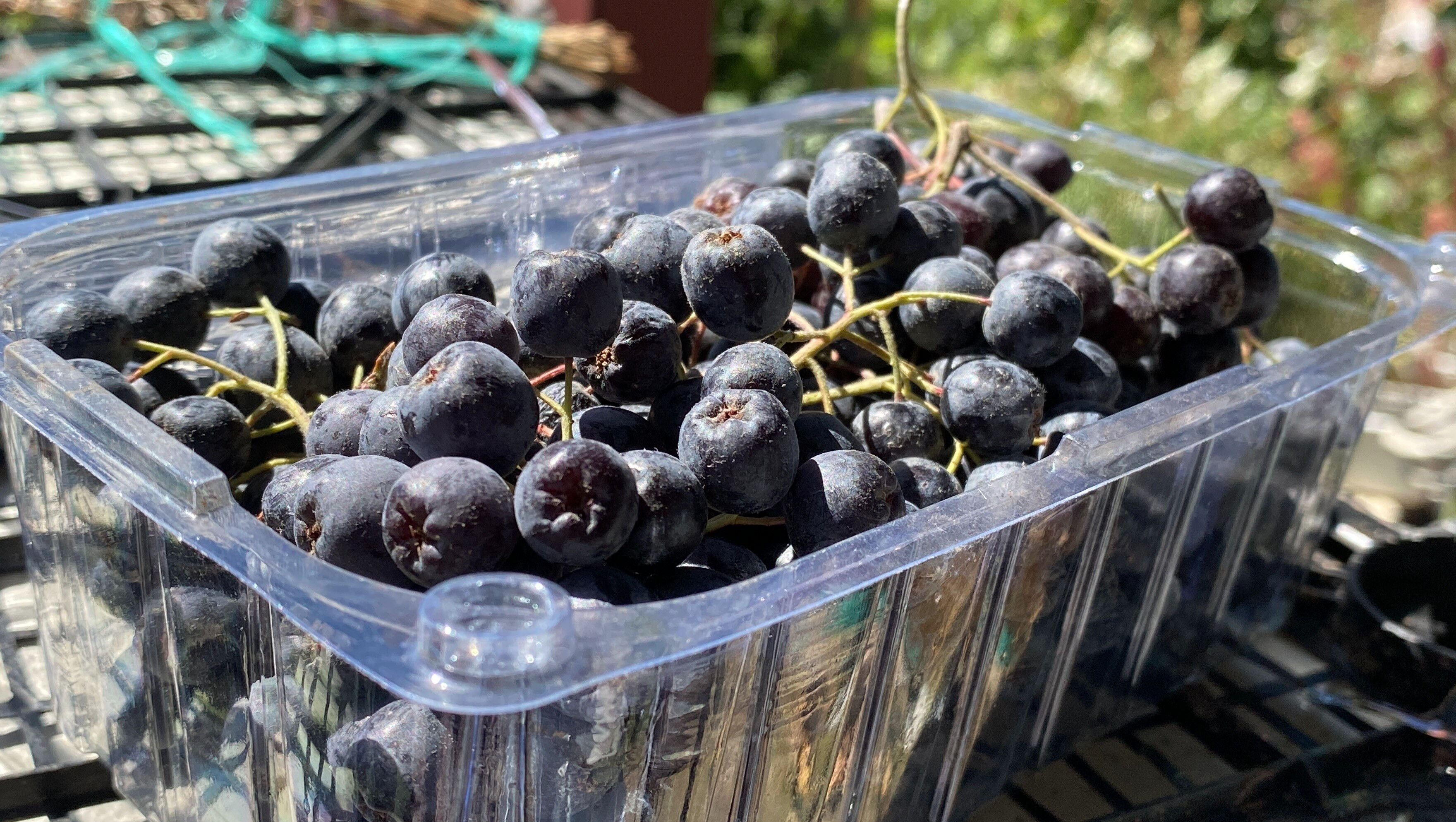 Hastalığına iyi gelen aronyayı yetiştirdi, kilosunu 300 liradan satacak Hastalığına iyi gelen aronyayı yetiştirdi, kilosunu 300 liradan satacak - 3. Resim