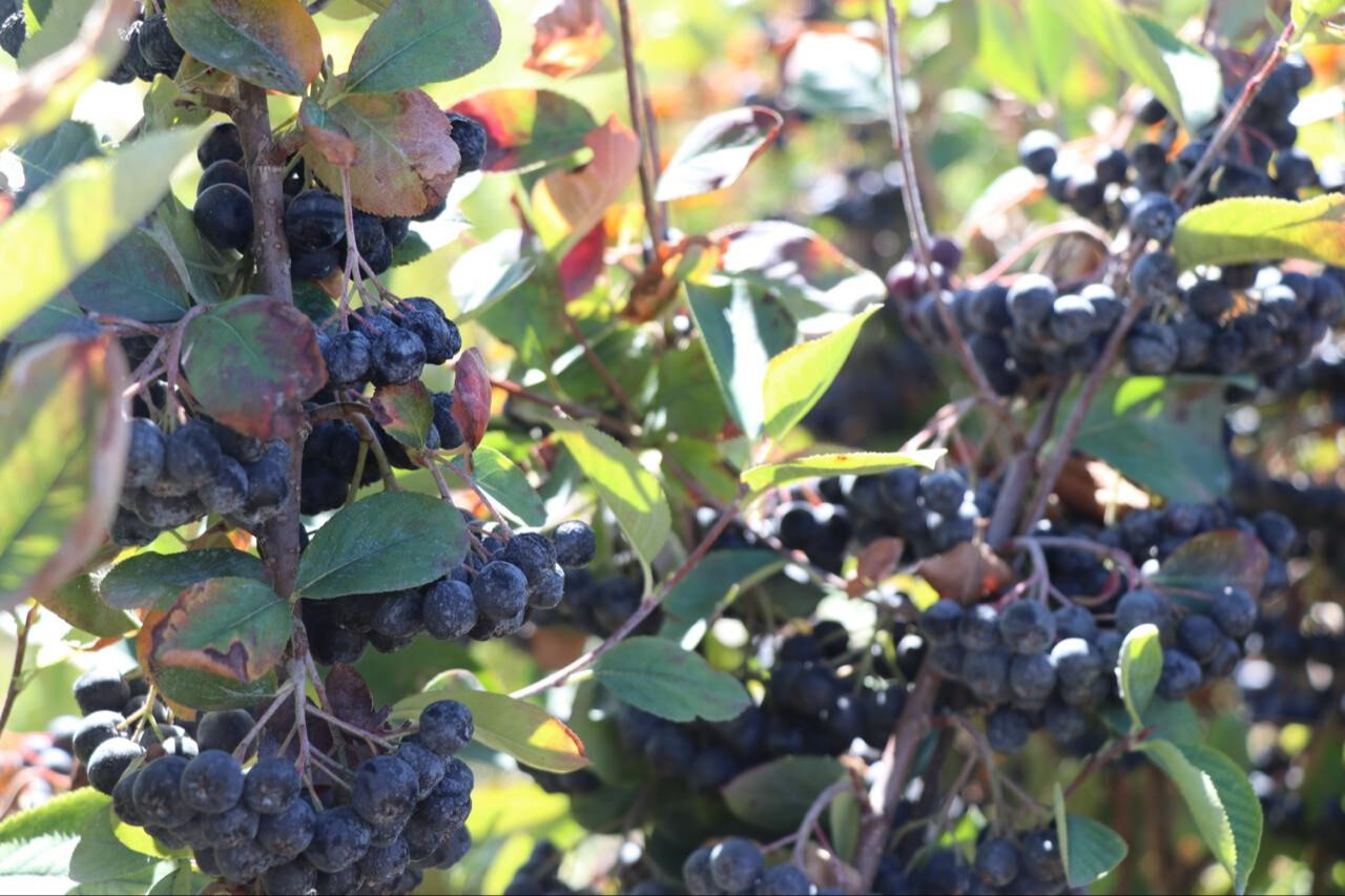 Hastalığına iyi gelen aronyayı yetiştirdi, kilosunu 300 liradan satacak Hastalığına iyi gelen aronyayı yetiştirdi, kilosunu 300 liradan satacak - 1. Resim