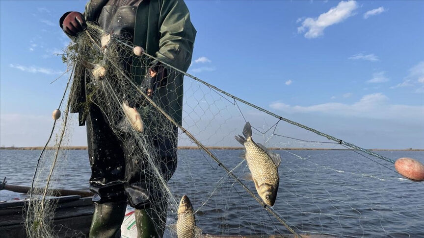 İstilacı İsrail sazanı Karadeniz'i tehdit ediyor! Zarar çok büyük - 1. Resim