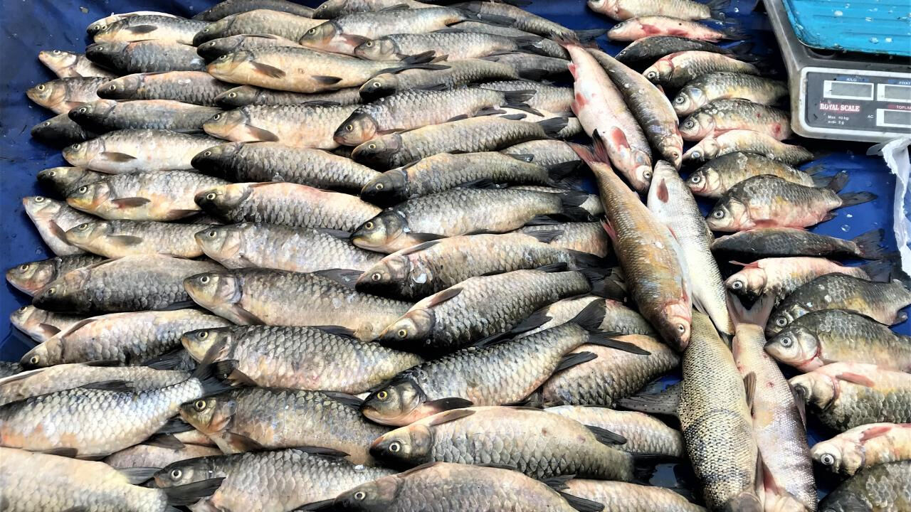 İstilacı İsrail sazanı Karadeniz'i tehdit ediyor! Zarar çok büyük - 2. Resim