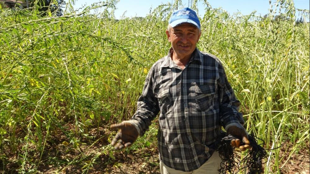 Ona "altın" da deniyor! Susamda hasat başladı, kilosu 140 lira Ona "altın" da deniyor! Susamda hasat başladı, kilosu 140 lira - 4. Resim