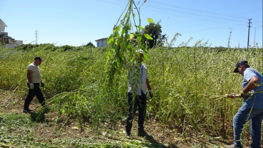 Ona "altın" da deniyor! Susamda hasat başladı, kilosu 140 lira Ona "altın" da deniyor! Susamda hasat başladı, kilosu 140 lira - 3. Resim