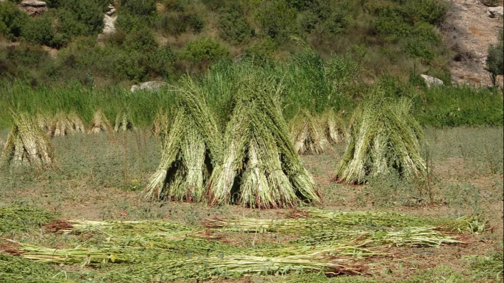 Ona "altın" da deniyor! Susamda hasat başladı, kilosu 140 lira Ona "altın" da deniyor! Susamda hasat başladı, kilosu 140 lira - 1. Resim