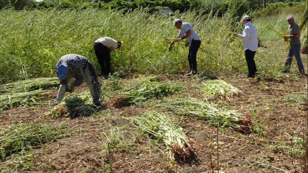 Ona "altın" da deniyor! Susamda hasat başladı, kilosu 140 lira Ona "altın" da deniyor! Susamda hasat başladı, kilosu 140 lira - 2. Resim