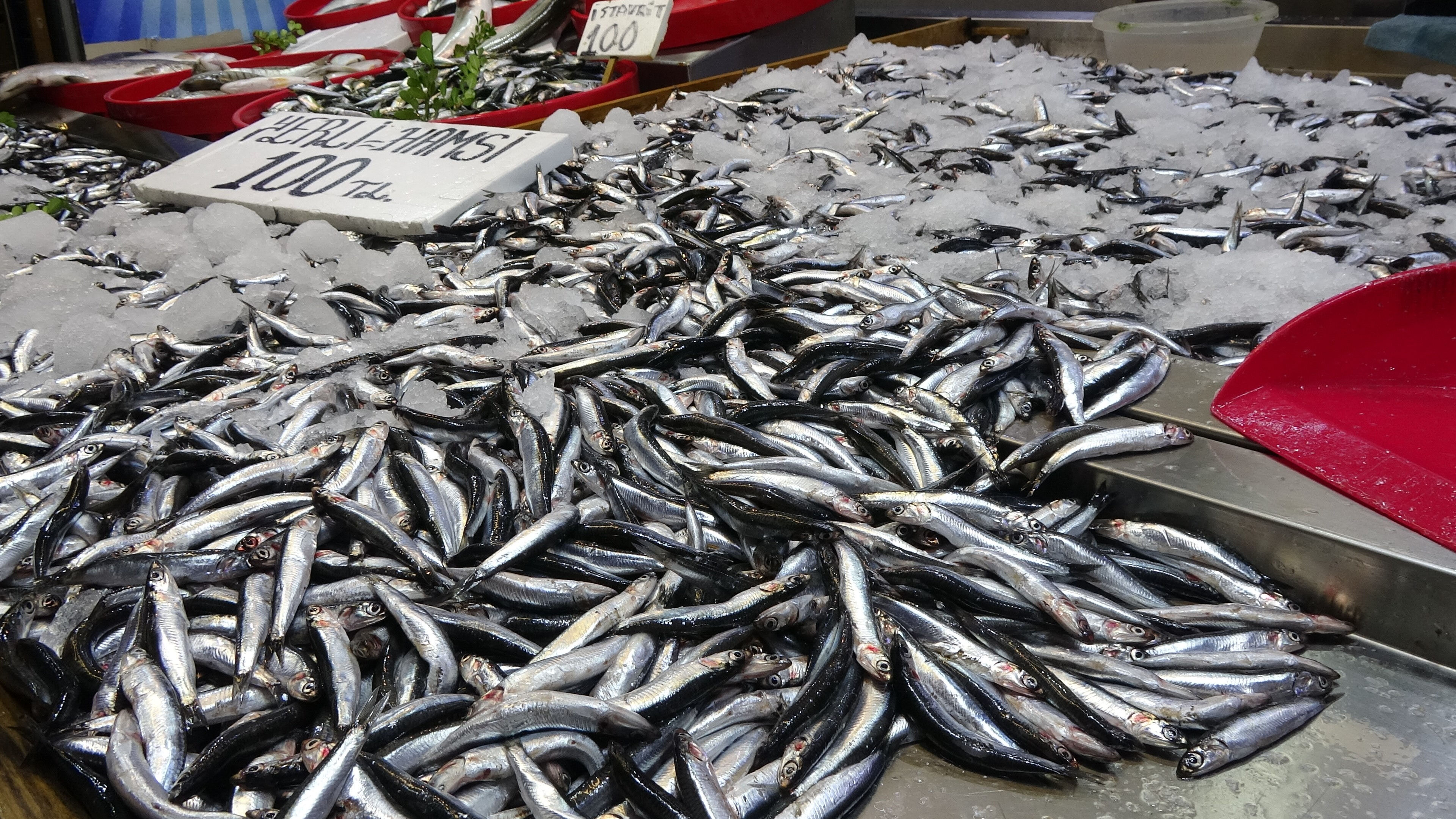 Son yılların en bereketli "hamsi" sezonu! Kilosu bakın kaç liraya geriledi - 3. Resim