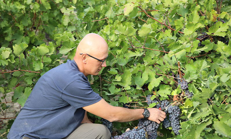 Tescilli üründe tarihi rekolte! 1,5 milyon çelik toprakla buluştu, verim patladı Tescilli üründe tarihi rekolte! 1,5 milyon çelik toprakla buluştu, verim patladı - 2. Resim