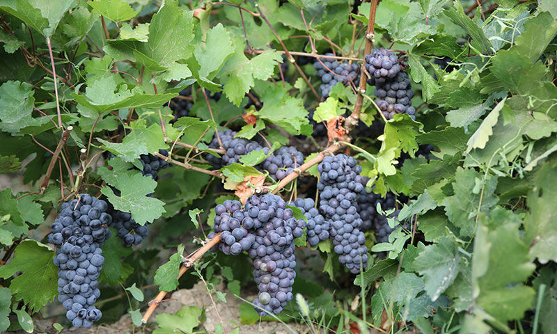 Tescilli üründe tarihi rekolte! 1,5 milyon çelik toprakla buluştu, verim patladı Tescilli üründe tarihi rekolte! 1,5 milyon çelik toprakla buluştu, verim patladı - 3. Resim