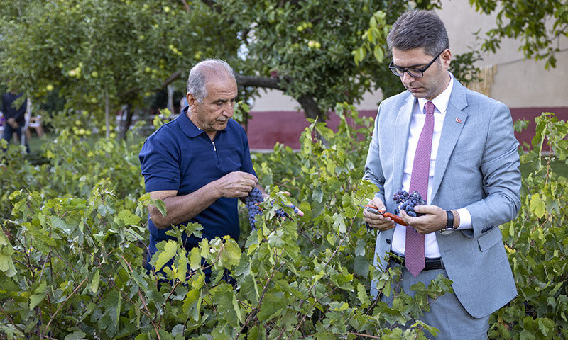 Tescilli üründe tarihi rekolte! 1,5 milyon çelik toprakla buluştu, verim patladı Tescilli üründe tarihi rekolte! 1,5 milyon çelik toprakla buluştu, verim patladı - 1. Resim