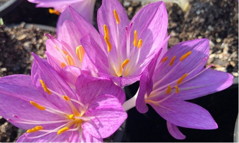 Yerli üretim başladı! Hayati ilacın hammaddesi artık Türkiye'de Yerli üretim başladı! Hayati ilacın hammaddesi artık Türkiye'de - 1. Resim