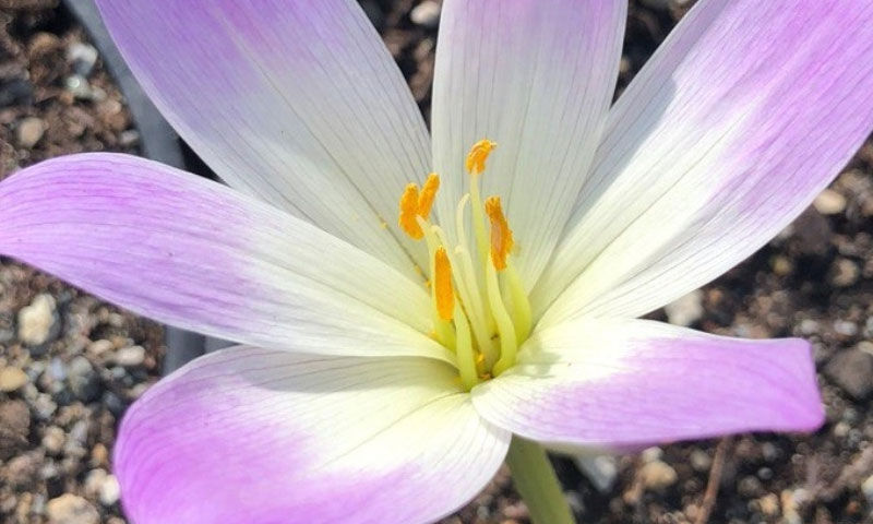 Yerli üretim başladı! Hayati ilacın hammaddesi artık Türkiye'de Yerli üretim başladı! Hayati ilacın hammaddesi artık Türkiye'de - 3. Resim