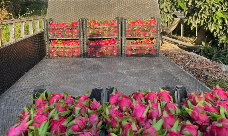 Alanya’dan dünyaya açılıyor, kazancıyla sevindiriyor! Kilosu 150 TL - 4. Resim