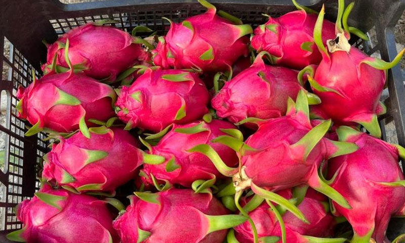 Alanya’dan dünyaya açılıyor, kazancıyla sevindiriyor! Kilosu 150 TL - 1. Resim