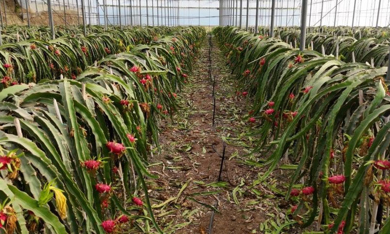 Alanya’dan dünyaya açılıyor, kazancıyla sevindiriyor! Kilosu 150 TL - 2. Resim