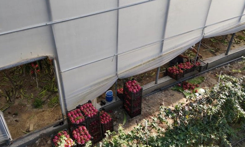 Alanya’dan dünyaya açılıyor, kazancıyla sevindiriyor! Kilosu 150 TL - 3. Resim