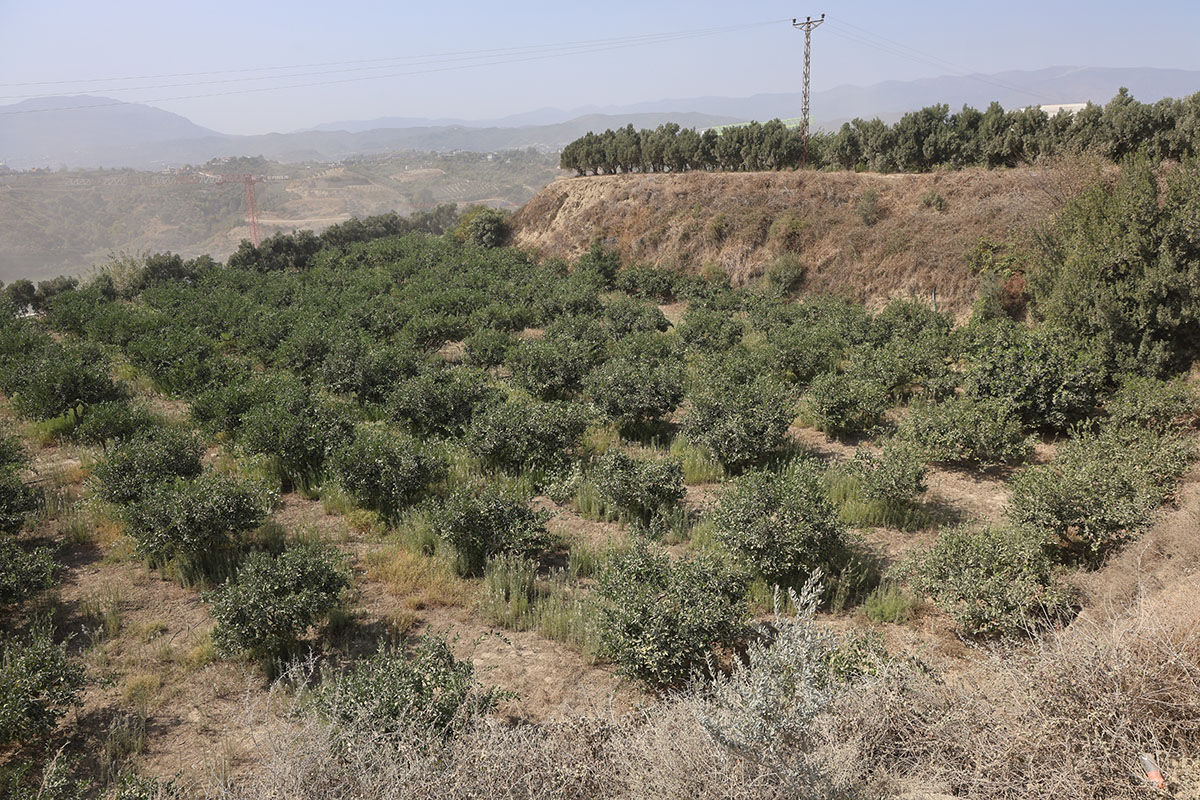 Mandalina bahçesinde dehşet! Hemşehrisini önce satırla öldürdü, sonra parasını aldı - 1. Resim