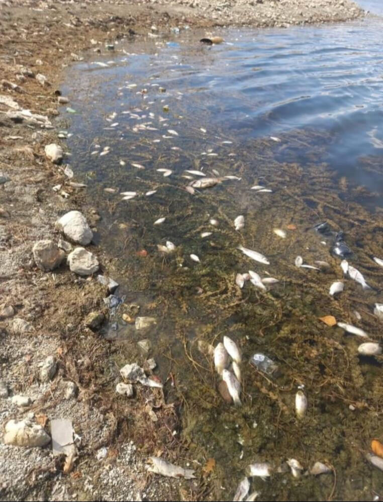 Baraja kimyasal madde mi döküldü? Kütahya'da korkutan balık ölümleri - 2. Resim