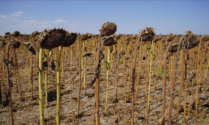 Verim dibe vurdu! Ayçiçeğinde rekolte yerde: Dekarda 30 kilo biçtik - 1. Resim