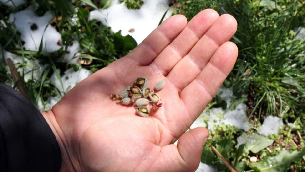 Zirai don ödemeleri ne zaman, ne kadar yatacak? 2025 Zirai don desteği şartları gündemde - 3. Resim