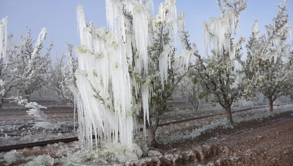 Zirai don ödemeleri ne zaman, ne kadar yatacak? 2025 Zirai don desteği şartları gündemde - 4. Resim