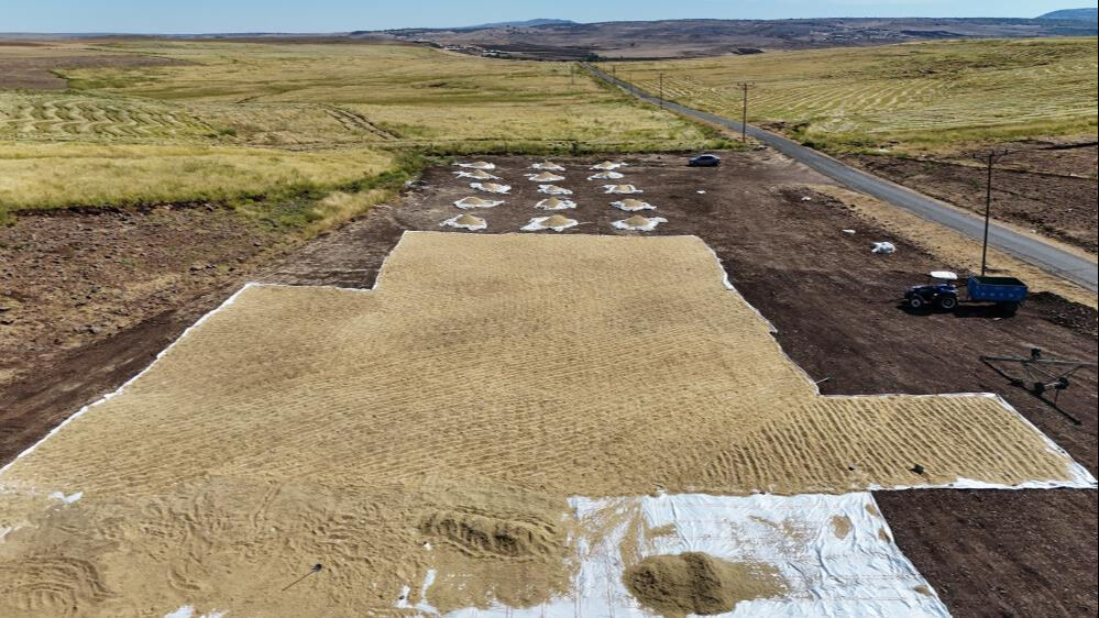 1000 dönümde maliyeti 6 milyon lira! Karacadağ pirincinde hasat başladı 1000 dönümde maliyeti 6 milyon lira! Karacadağ pirincinde hasat başladı - 2. Resim