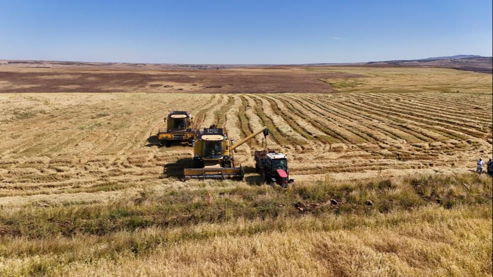 1000 dönümde maliyeti 6 milyon lira! Karacadağ pirincinde hasat başladı 1000 dönümde maliyeti 6 milyon lira! Karacadağ pirincinde hasat başladı - 1. Resim