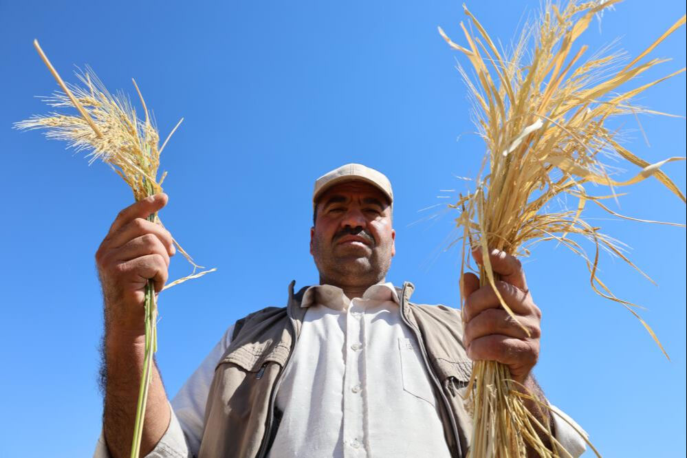 1000 dönümde maliyeti 6 milyon lira! Karacadağ pirincinde hasat başladı 1000 dönümde maliyeti 6 milyon lira! Karacadağ pirincinde hasat başladı - 3. Resim